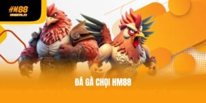 Cá cược đá gà chọi tại HM88 - Lựa chọn số 1 châu Á